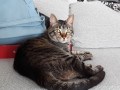 1718 Lince (5)